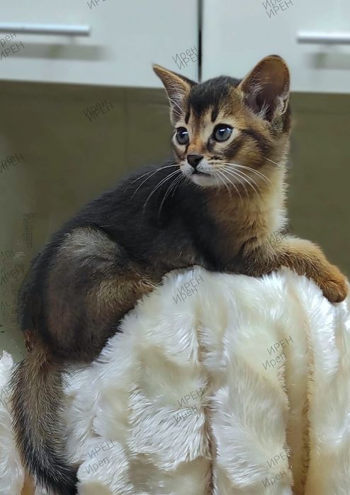 Абиссинец в ваш дом