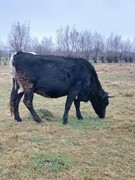 Vaci de vânzare a fata