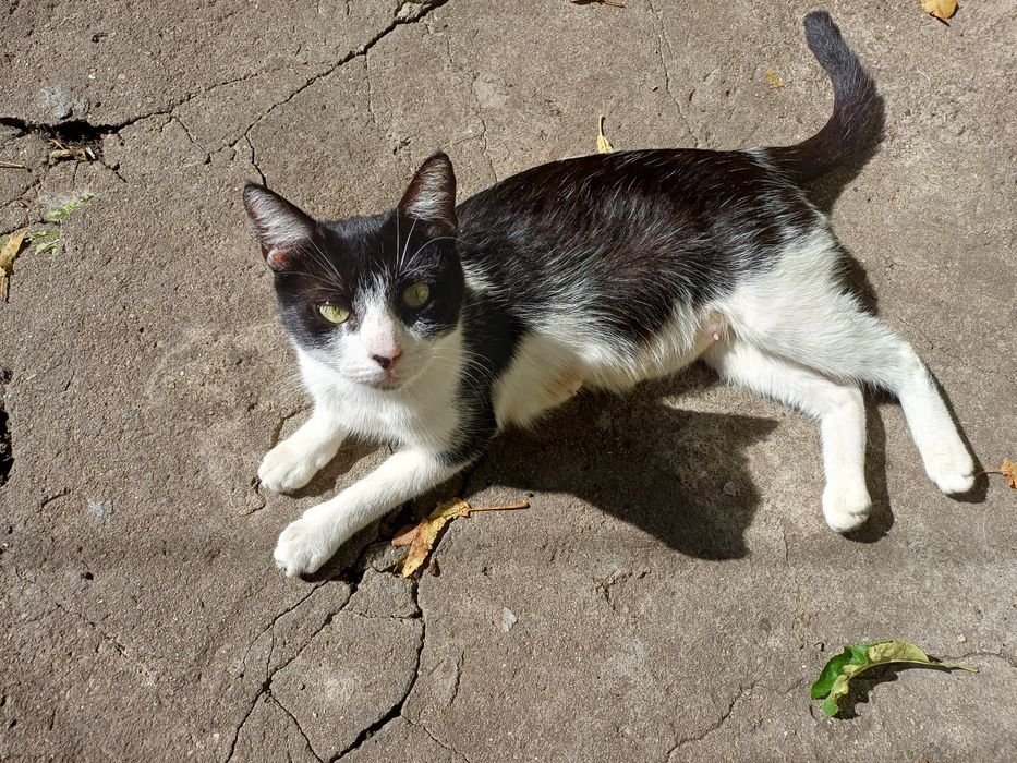 Подарявам гальовна женска котка