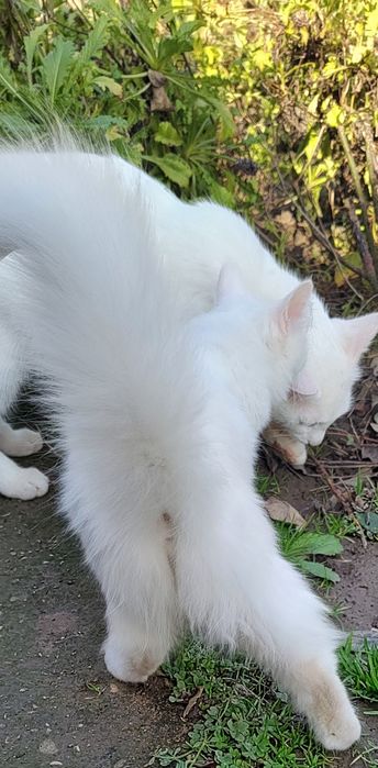 Бели котета, 4 мес.