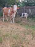 Vând schimb cu vaci sau viței de taiere vaca Baltazar cu vițel belgian