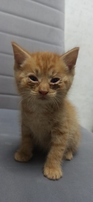 Отдам 2 котяточек