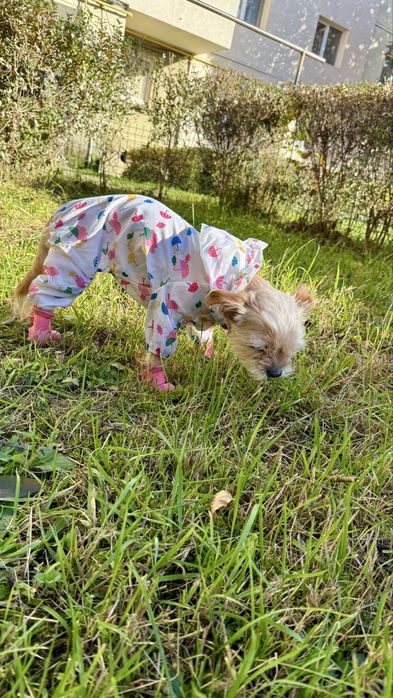 Set de ploaie pentru căței de talie mică – pelerină + cizmulite