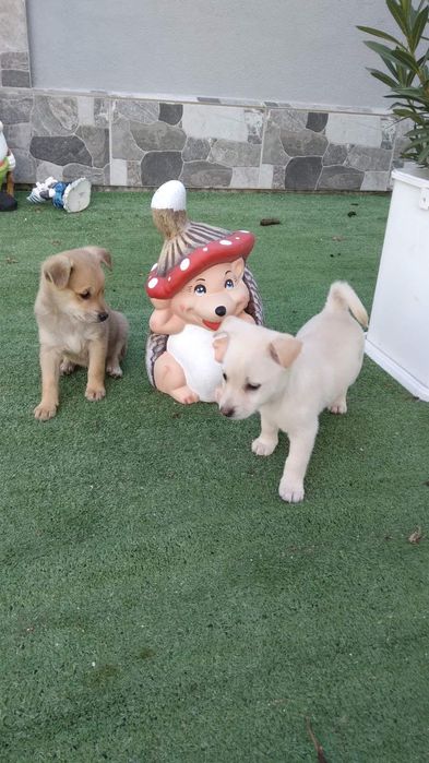 Бели пинчери на два месеца