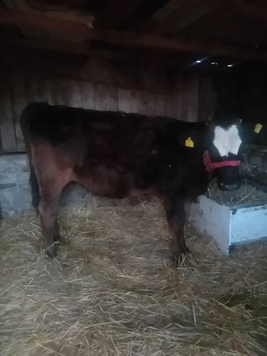 Vitea 4500lei Negociabil