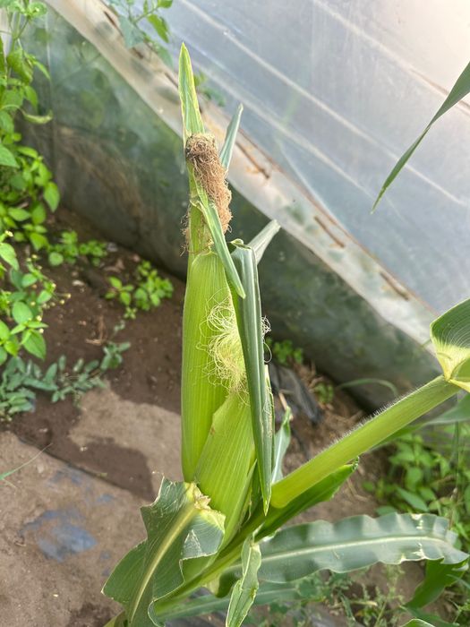 Porumb zaharat DESERT