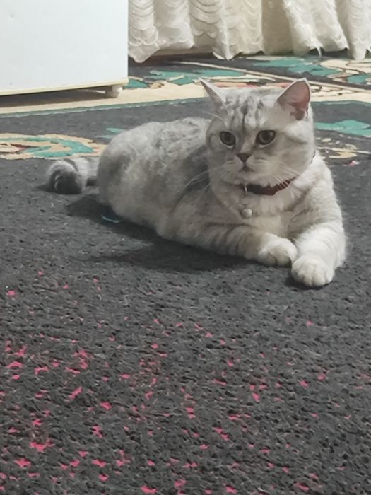 Чистая порода шотландская вислоухая кошка