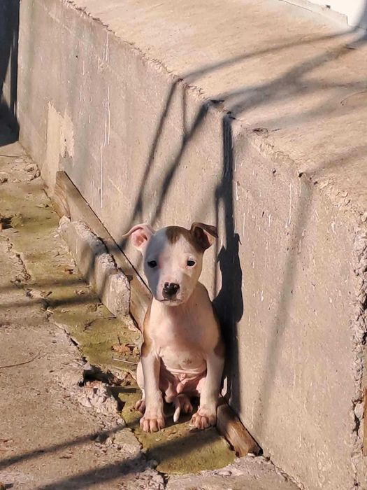 Кученца (питбулчета)