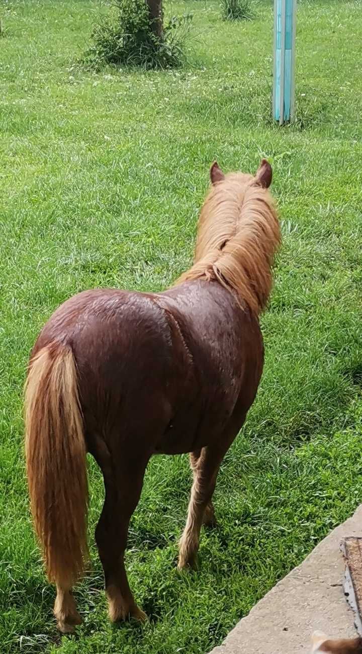 Ponei (iapa) de un an jumate