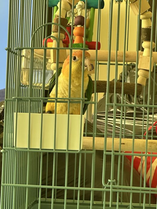 Pereche papagali caique