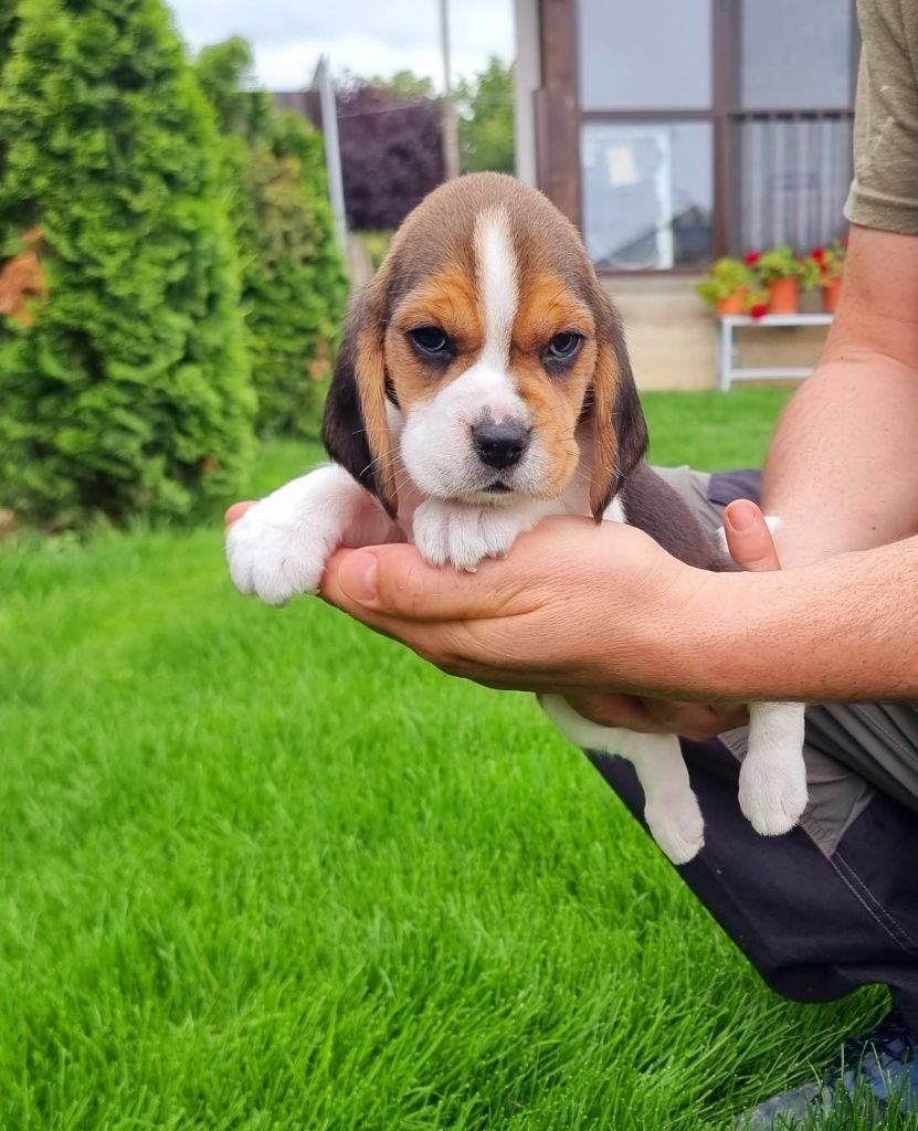 Puiut rasa Beagle