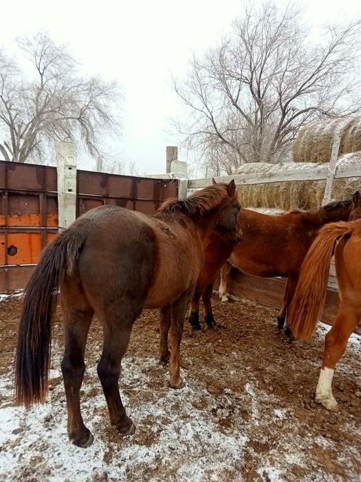 Соғымға семіз жылқылар сатылады