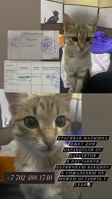 Отдам в добрые руки котенка-найденыша (девочка, 4 мес, здоровая)