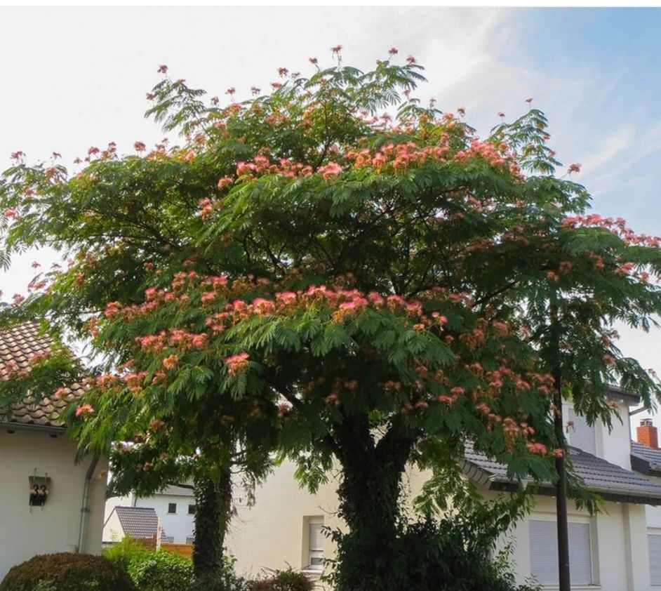 Albizia(arbore de matase),Catalpa,Salcâmi, Salcâmi galbeni,Castani.