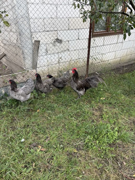 Vand gaini din rasa australorp