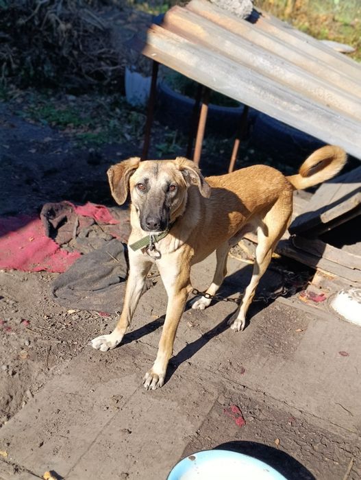 Срочно котик в добрые руки!