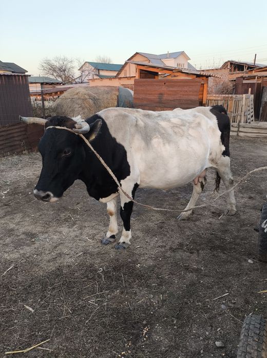 Продам стельнную корову