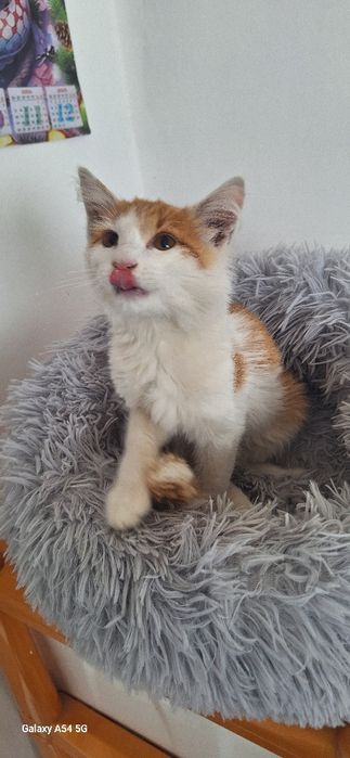 В добрые руки кот