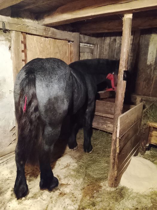 Vând mânz de un an jumate