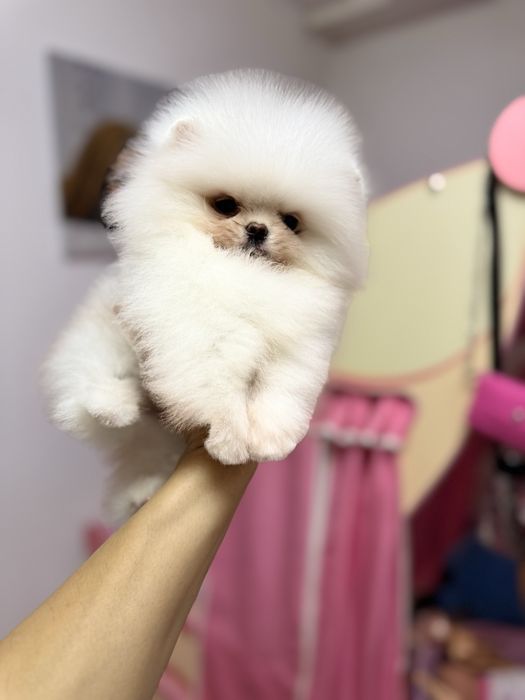 Femela pomeranian extra extra mica