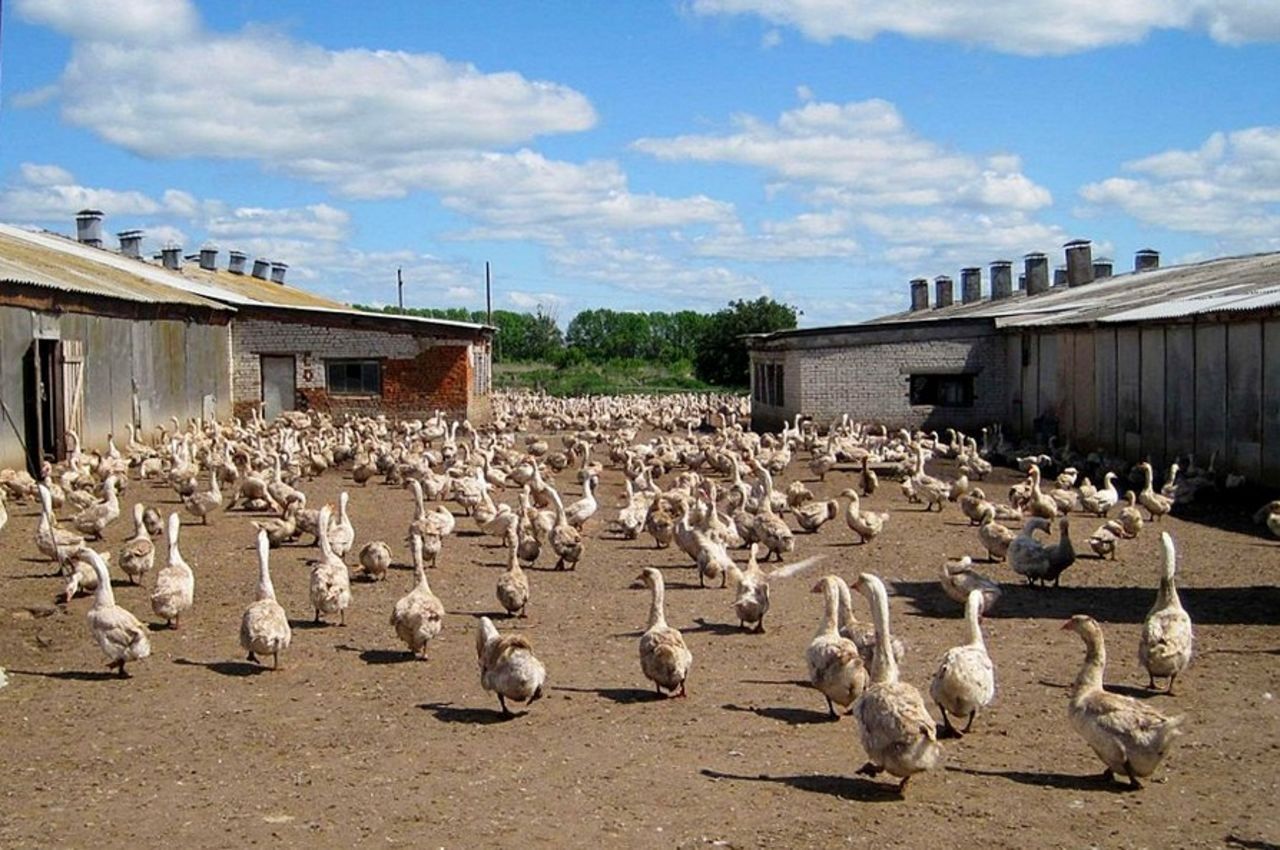 Гусиное инкубационное яйцо