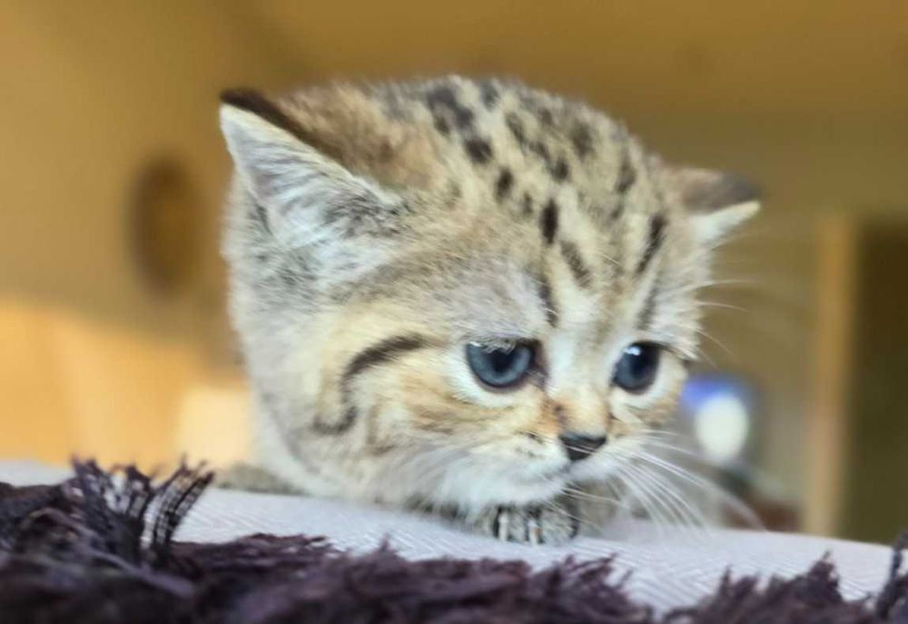 Шотландски клепоухи бебета