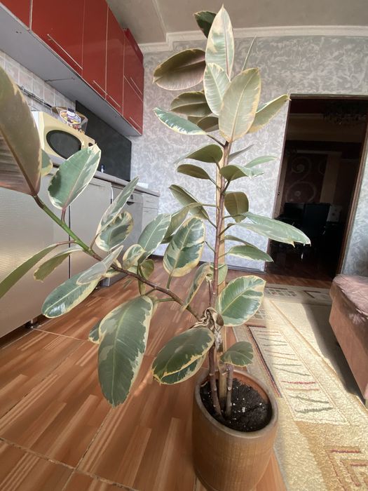 комнатные цветы