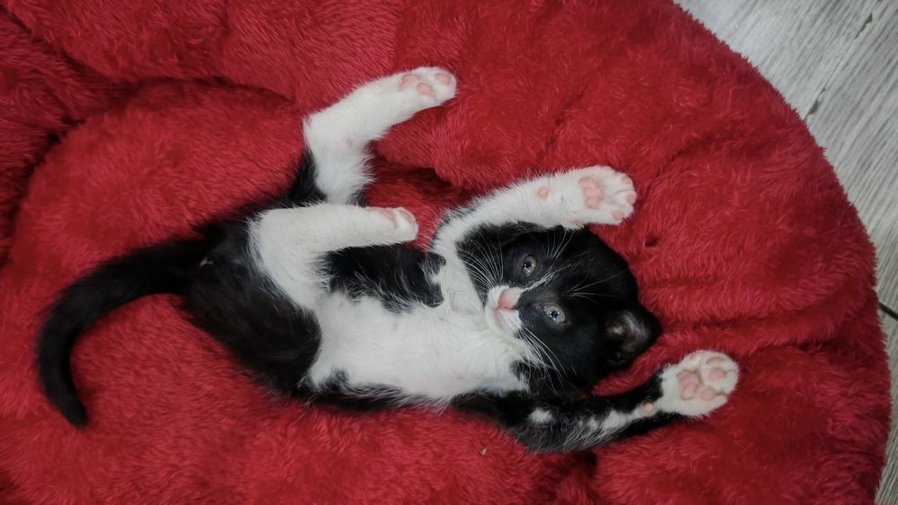 Два малыша в поисках дома! Ташкент !