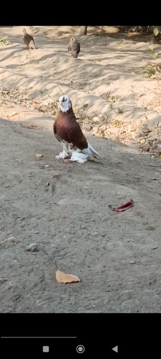 Qizil Hakka Nar katta urugʻ