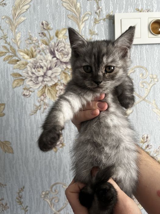Котенок скоттиш страйт