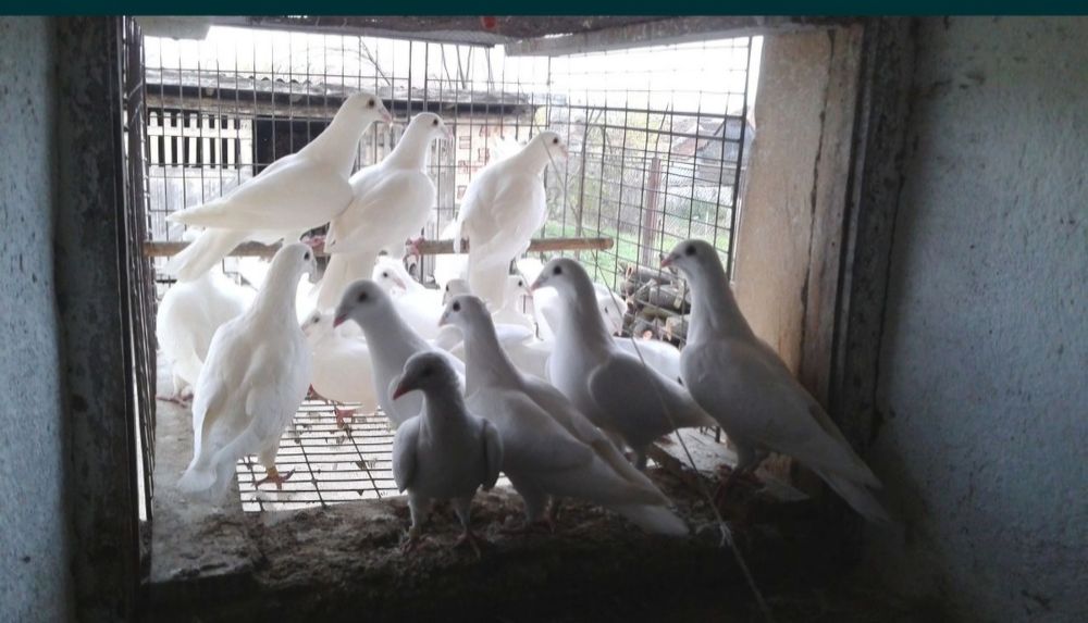 Porumbei albi voiajori pui.