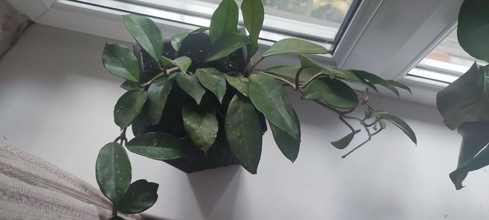 Хоя мясистая. Комнатный цветок