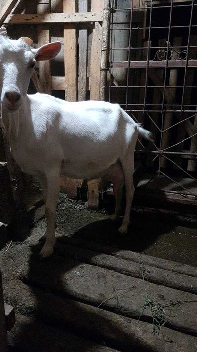 Vand capre de rasa Sanen si vatoae (inainte de prima fatare)