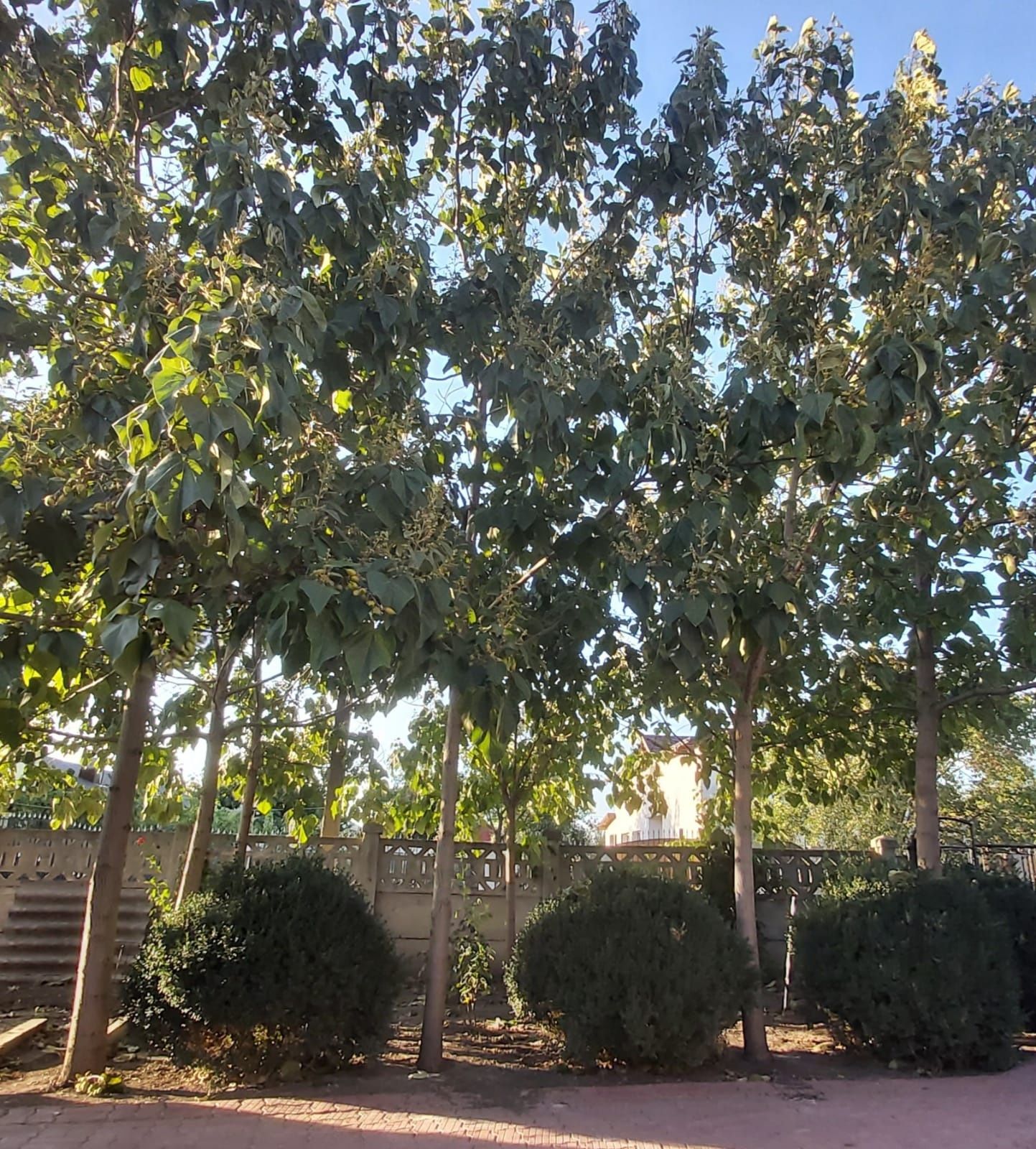 Paulownia tomentosa la ghiveci