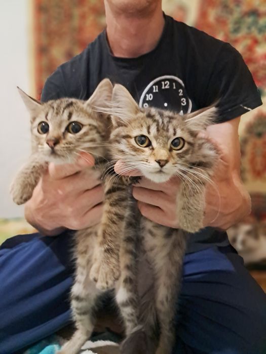 Бесплатно отдам котят