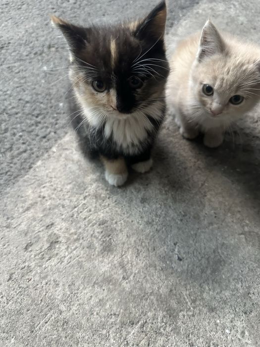 Ласковые  нежные котята