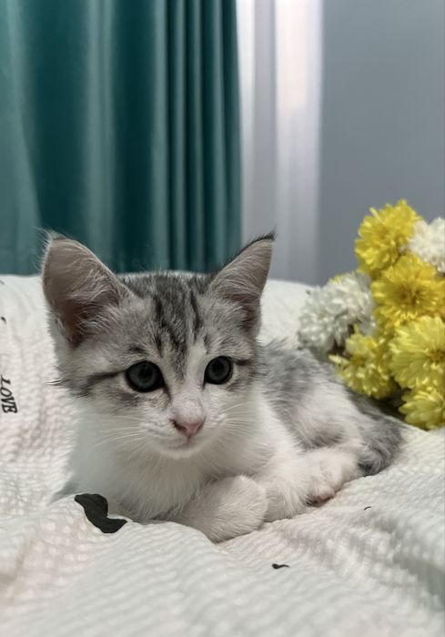 котёнок, 2 мес, мальчик