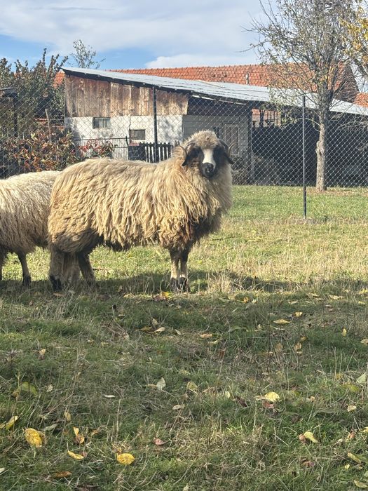 De vanzare berbec  noatin