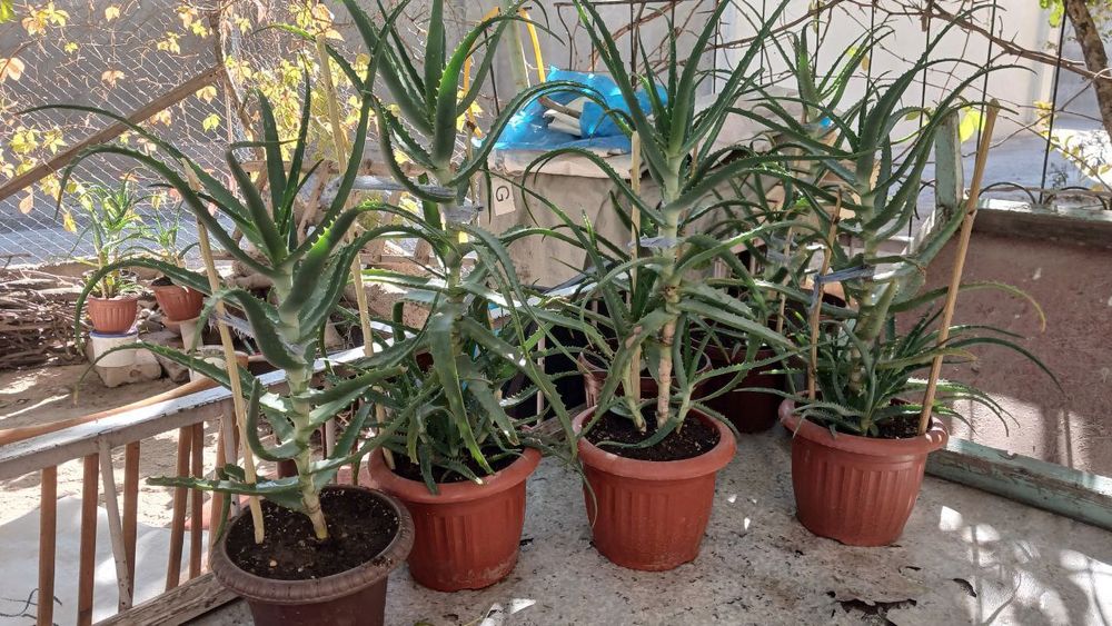 Алоэ для лечение