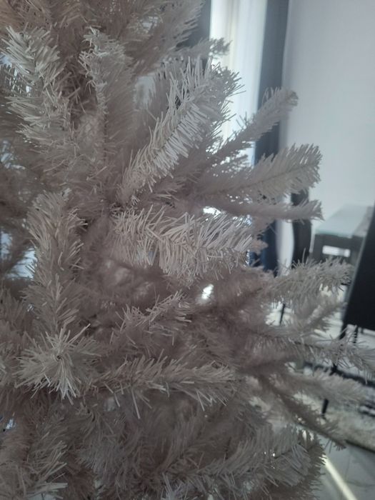 Brad Alb, mare – Preț redus!