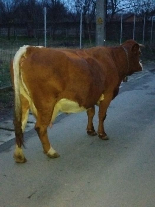 Vaca Baltata Românească