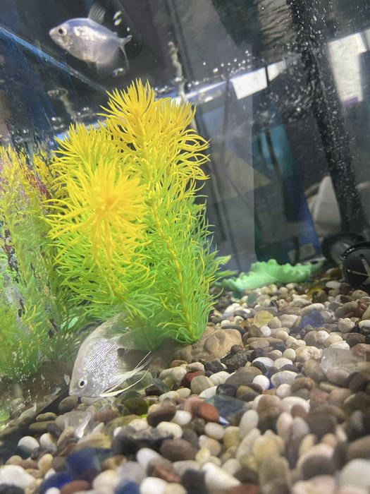 Аквариумные экзотические рыбки (с 4 рыбками)