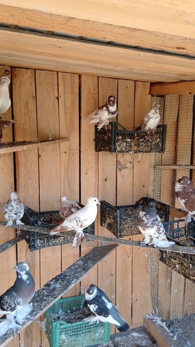 Desființez crescatorie