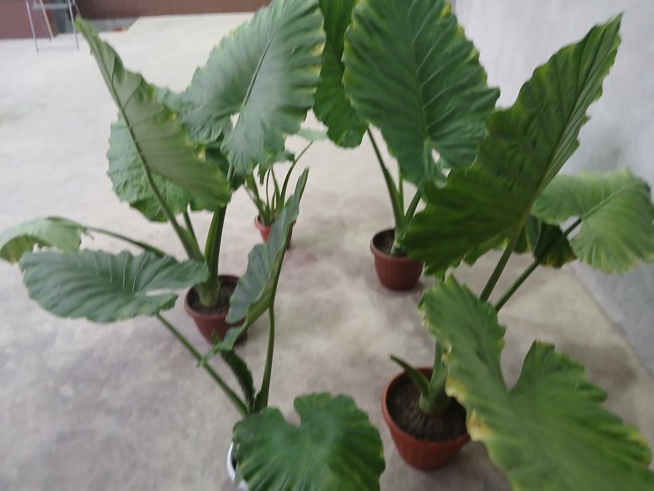Алоказия крупнокорневишная