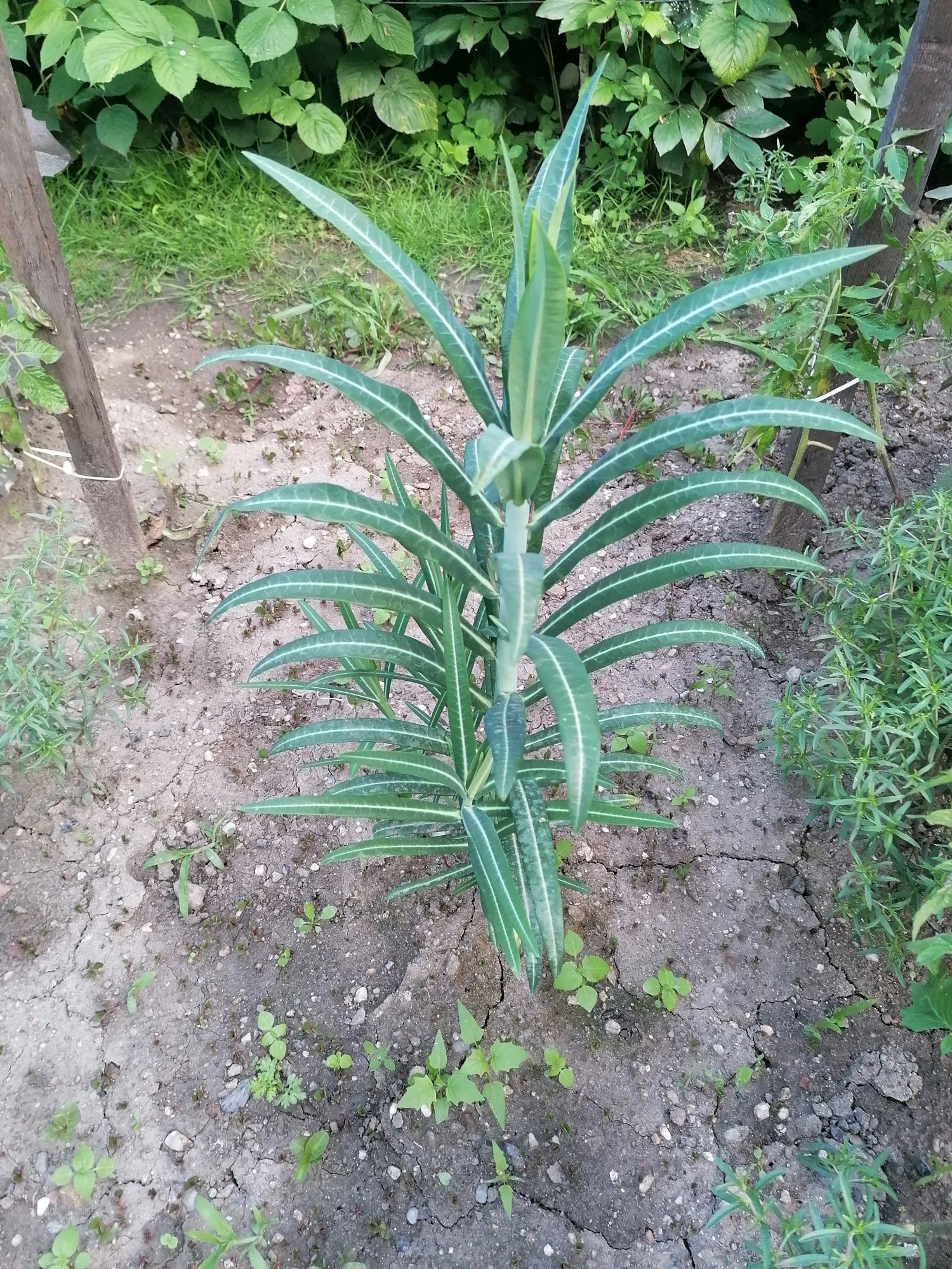 Planta care alunga cartita si alti daunatori