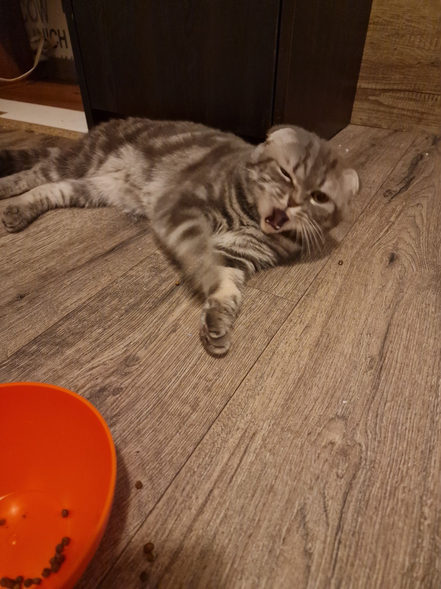 Британски клепоух котарак