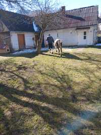 Brună de maramures