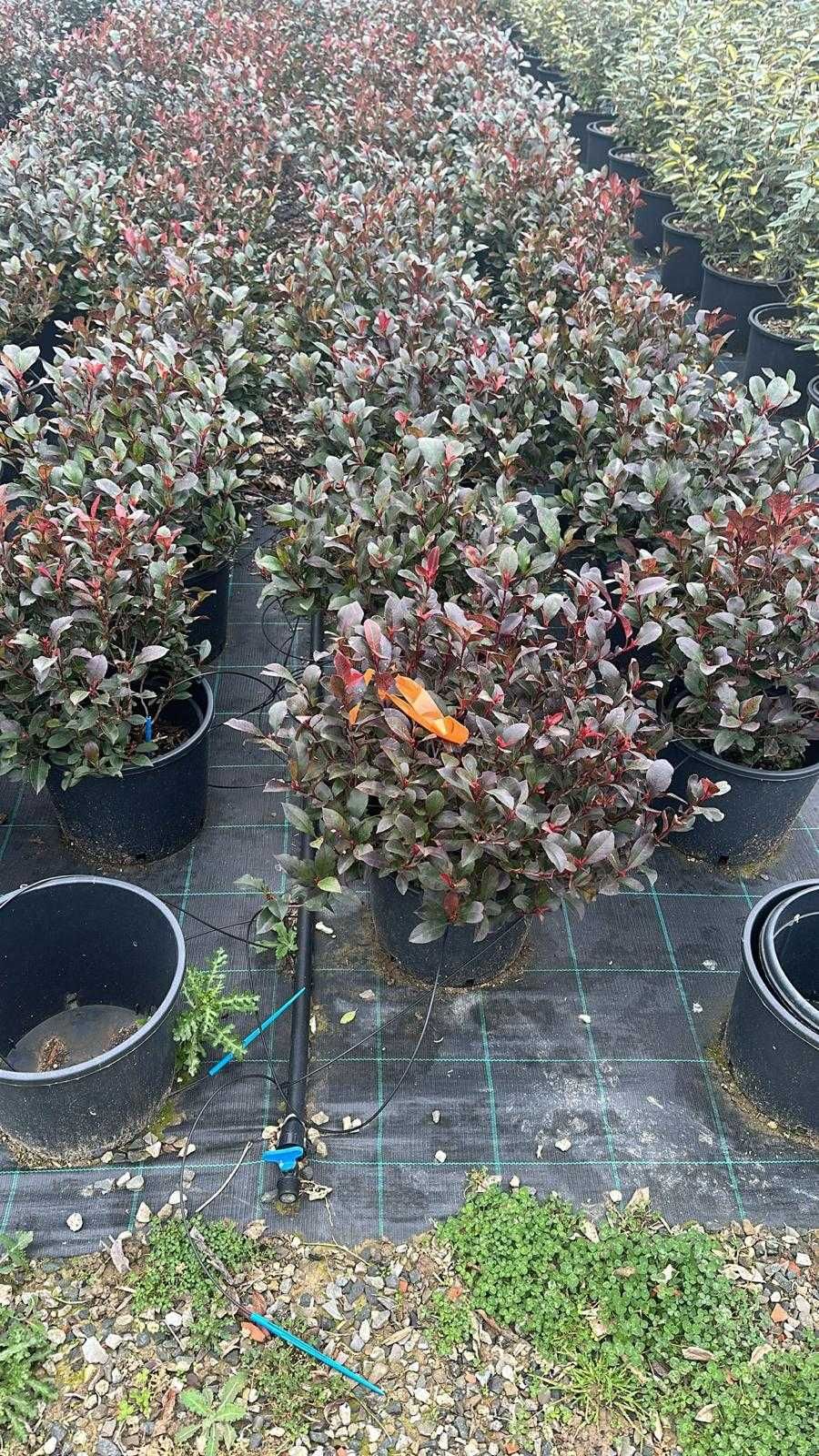 Photinia Red Robin