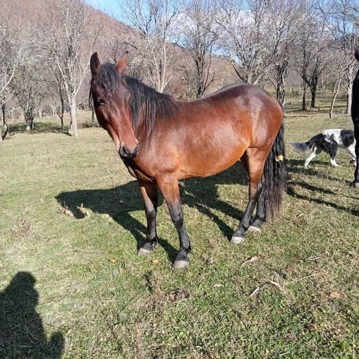 Cal murg de trei ani, cuminte.