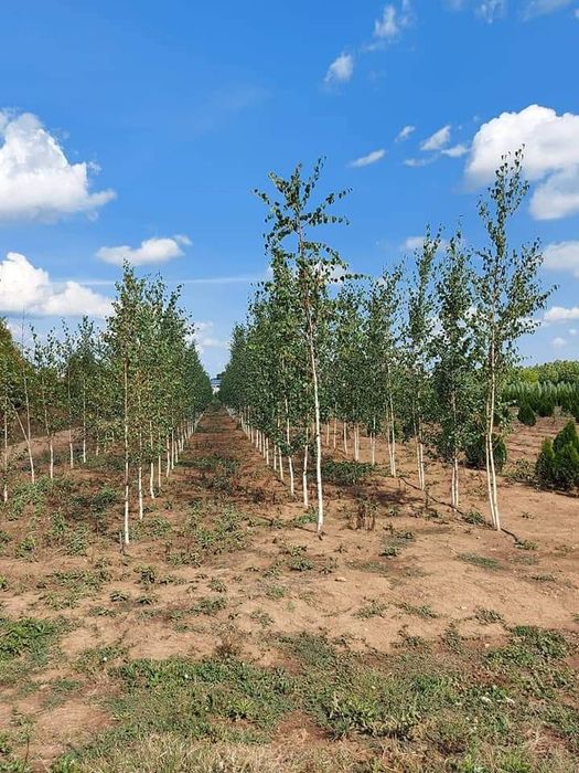 Vând copaci ornamentali foioase